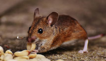 24 Hour & Emergency Exterminators in Tompkins, IL